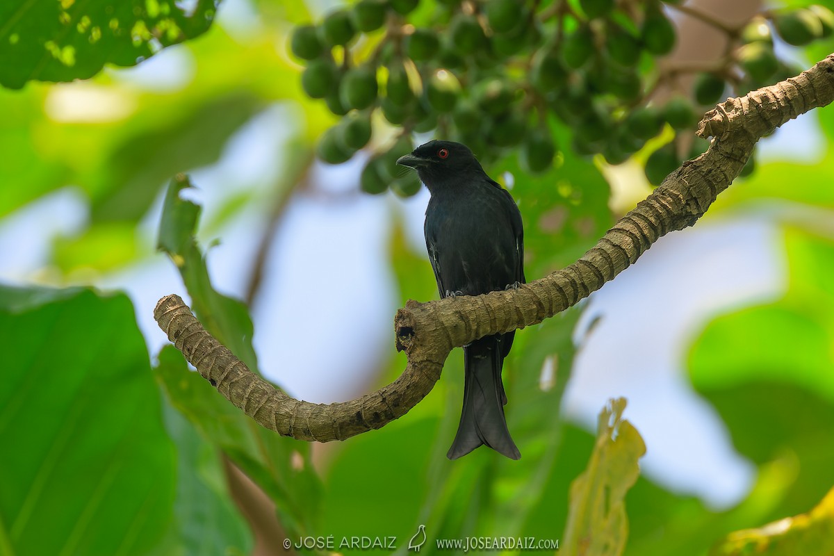 Fork-tailed Drongo (Glossy-backed) - ML431199301
