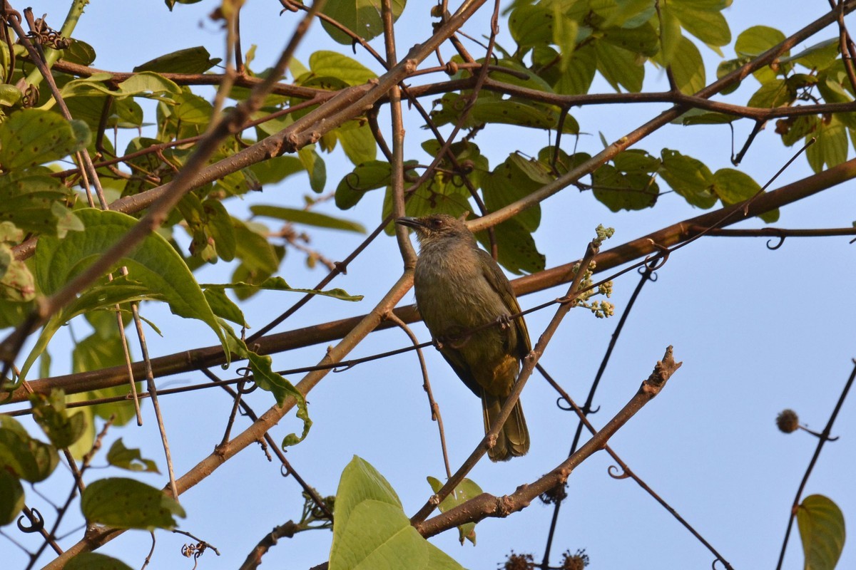 Olive-winged Bulbul - 智偉(Chih-Wei) 張(Chang)