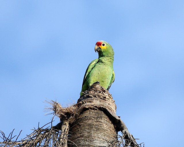 Red-lored Parrot at River Bend Resort by Dave Beeke