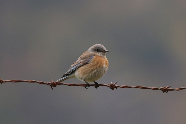 Western Bluebird at Hope Airport by Jonathan Pap