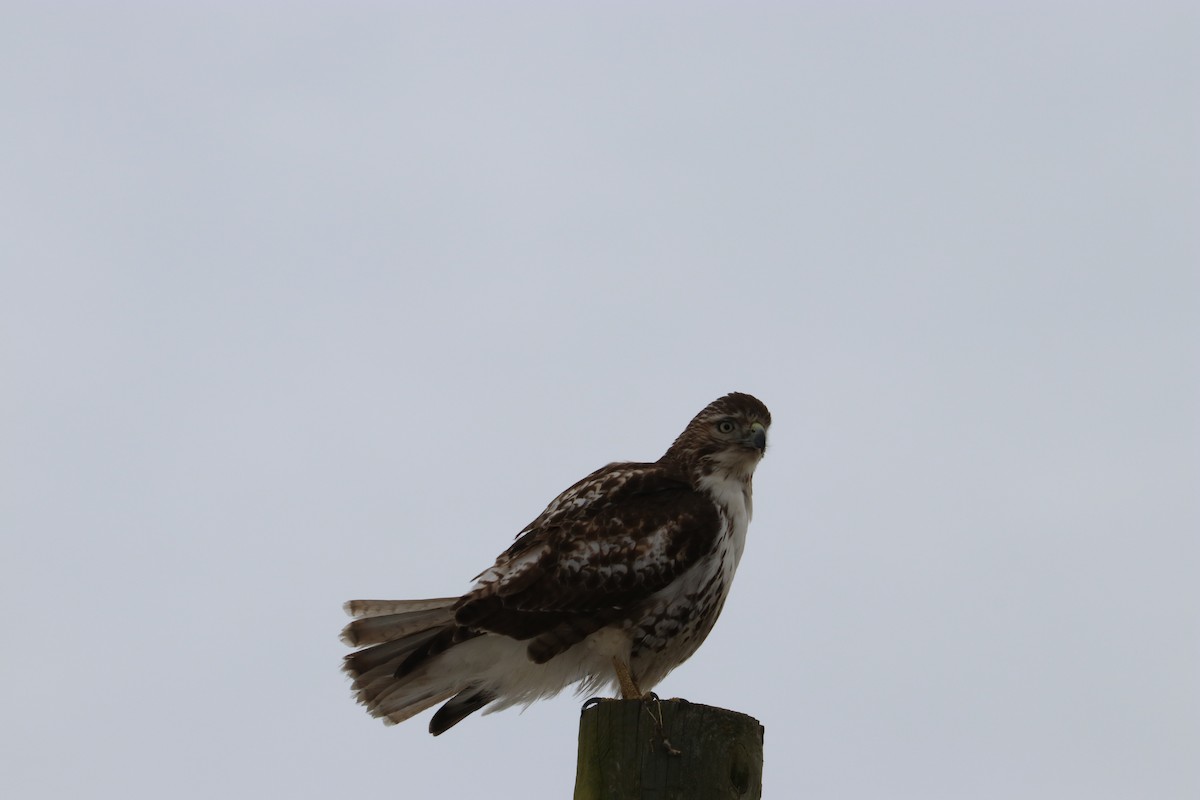 Red-tailed Hawk - ML43120741