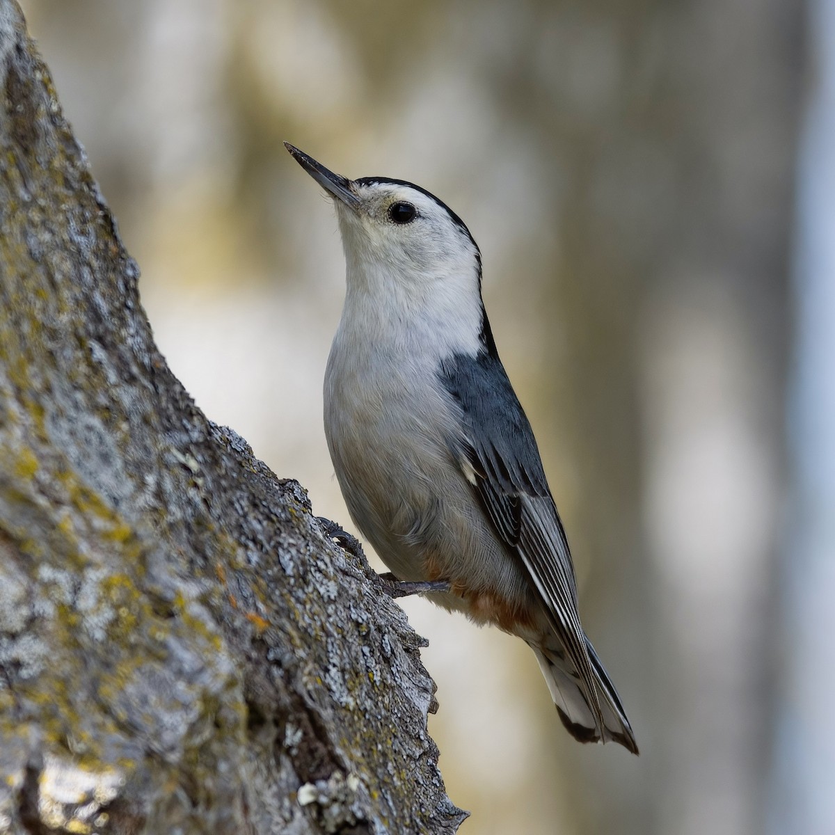 White-breasted Nuthatch - ML431208041