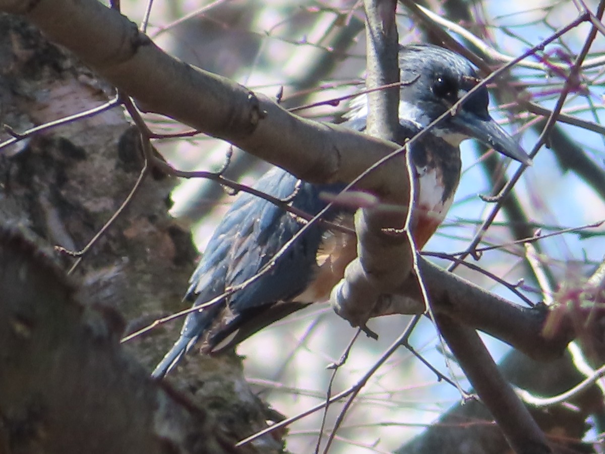 Belted Kingfisher - ML431213351