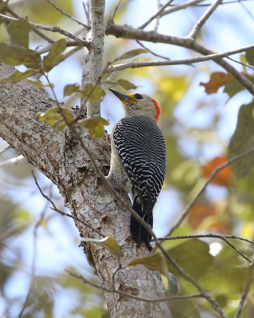 Yucatan Woodpecker at Crooked Tree Wildlife Sanctuary by Dave Beeke