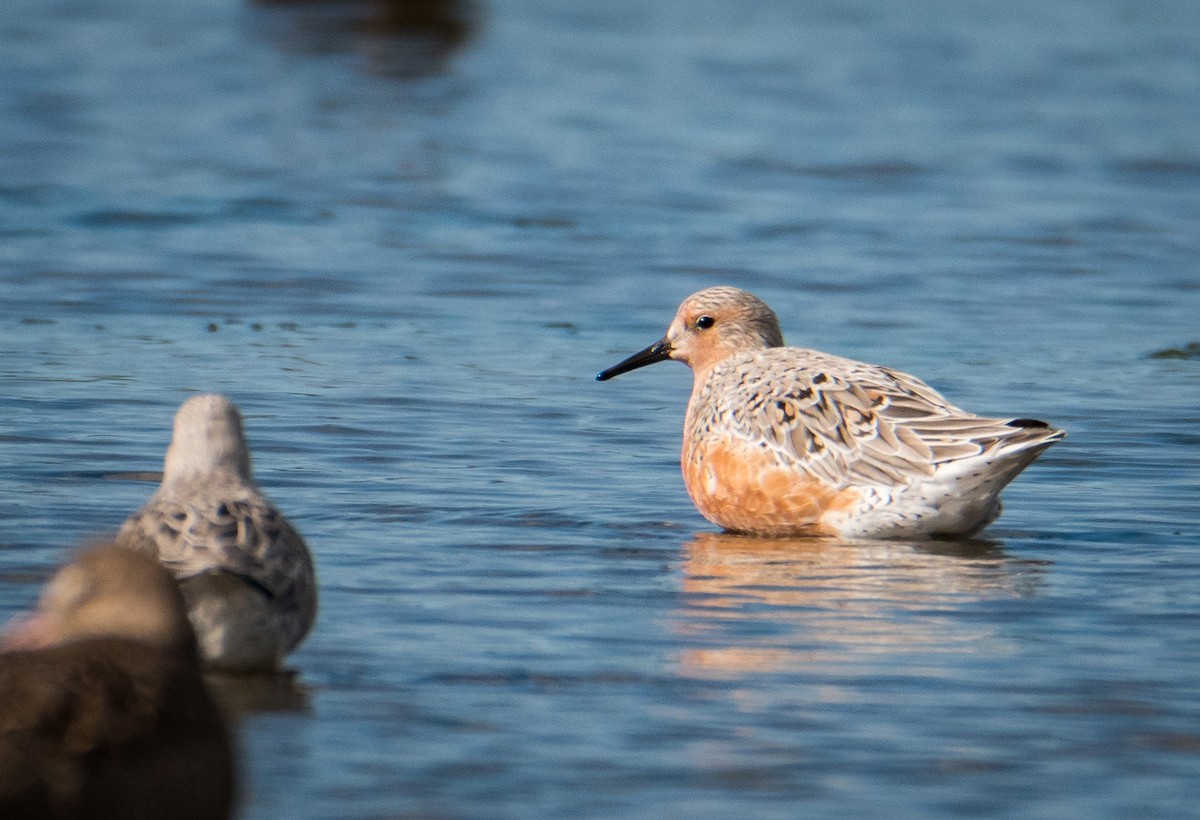 Red Knot - ML431221901
