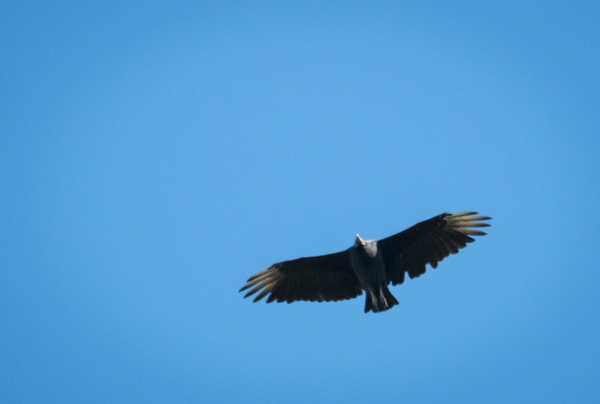 Black Vulture - DANIEL ESTEBAN STANGE FERNANDEZ