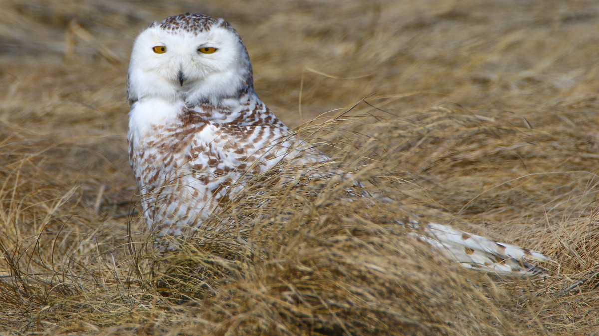 Snowy Owl - ML431223901
