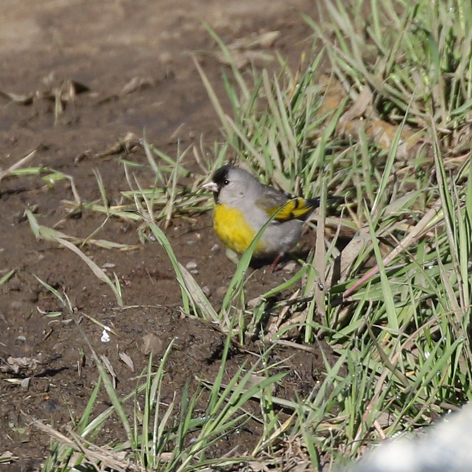 Lawrence's Goldfinch - ML431227811