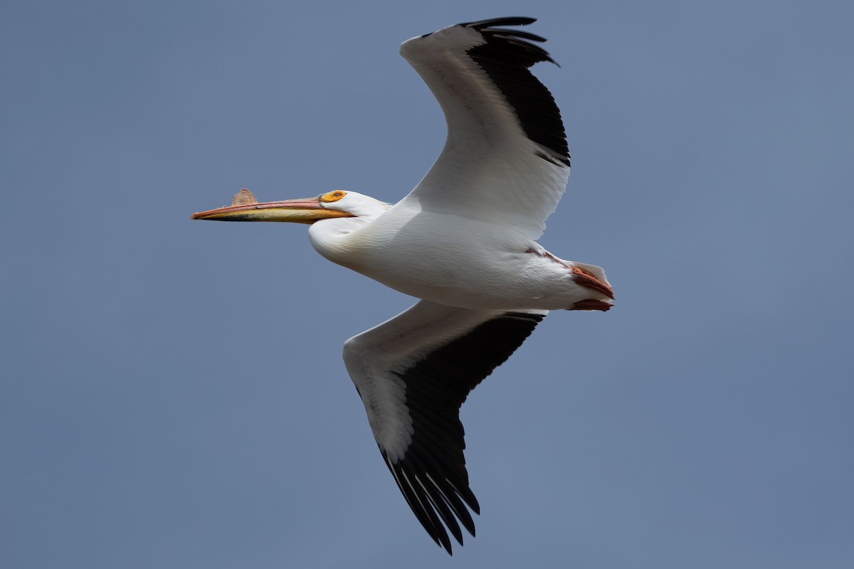American White Pelican - David Olsen