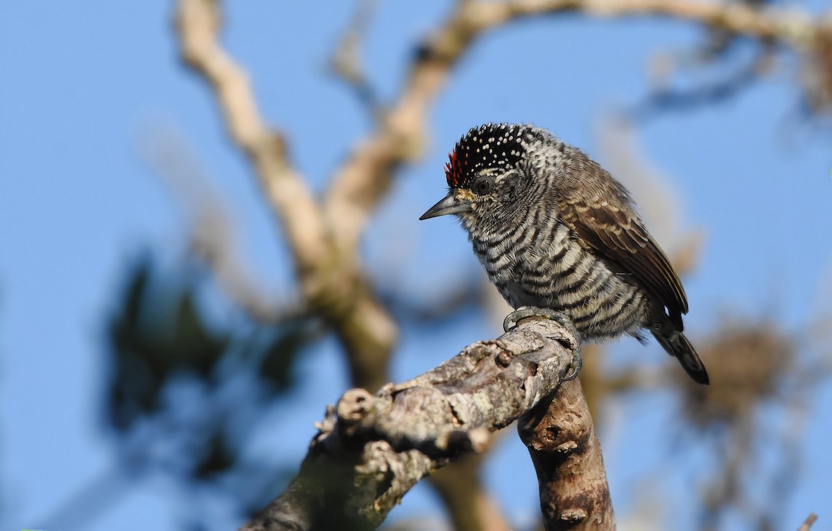 White-barred Piculet - ML431236751