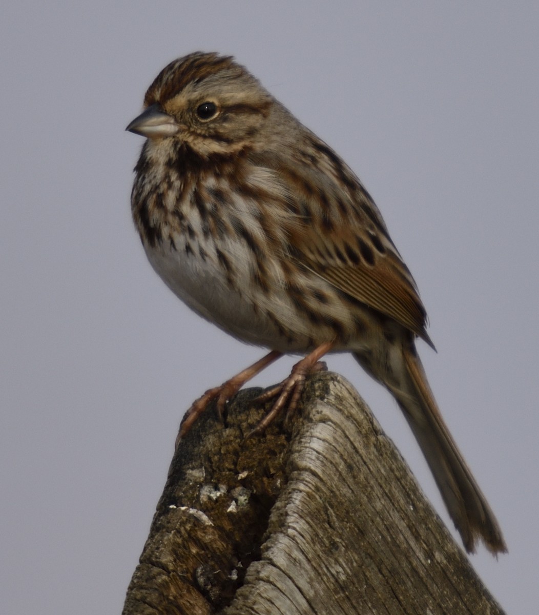 Passerellidae sp. (sparrow sp.) - ML431236771