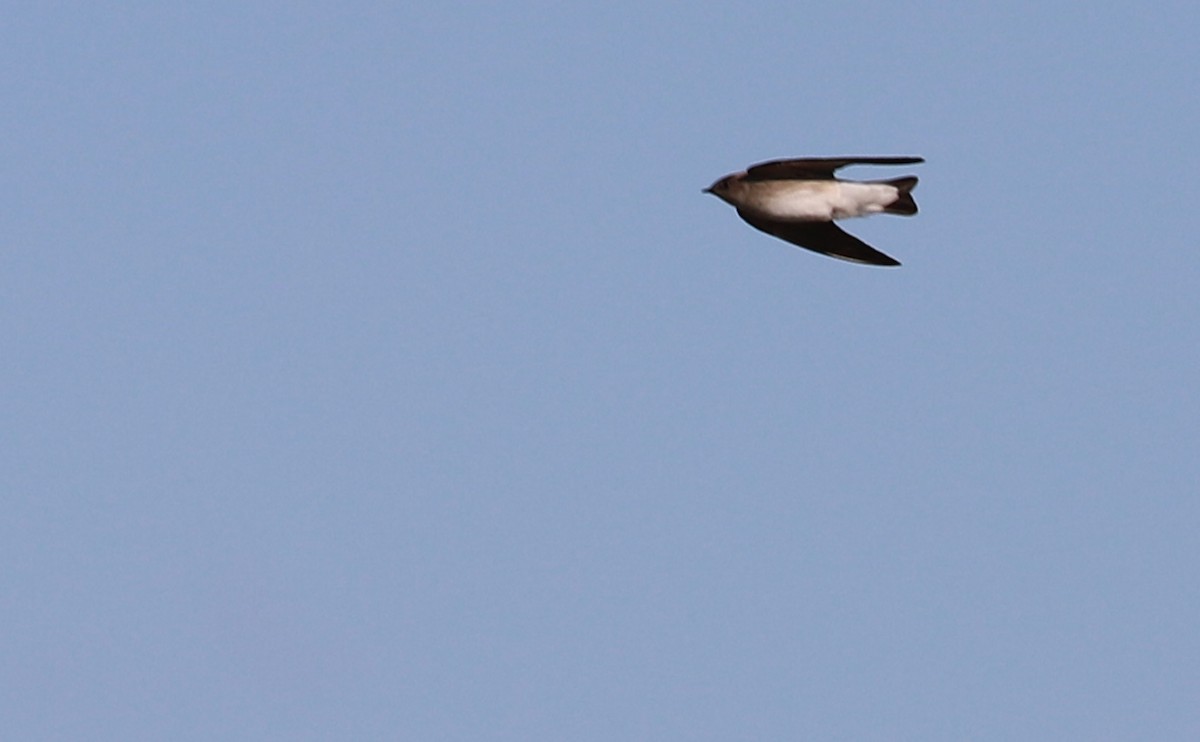 Northern Rough-winged Swallow - ML431242771