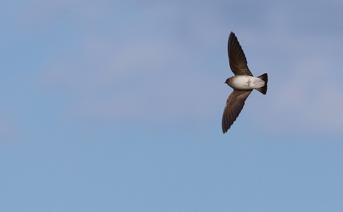 Northern Rough-winged Swallow - ML431242801