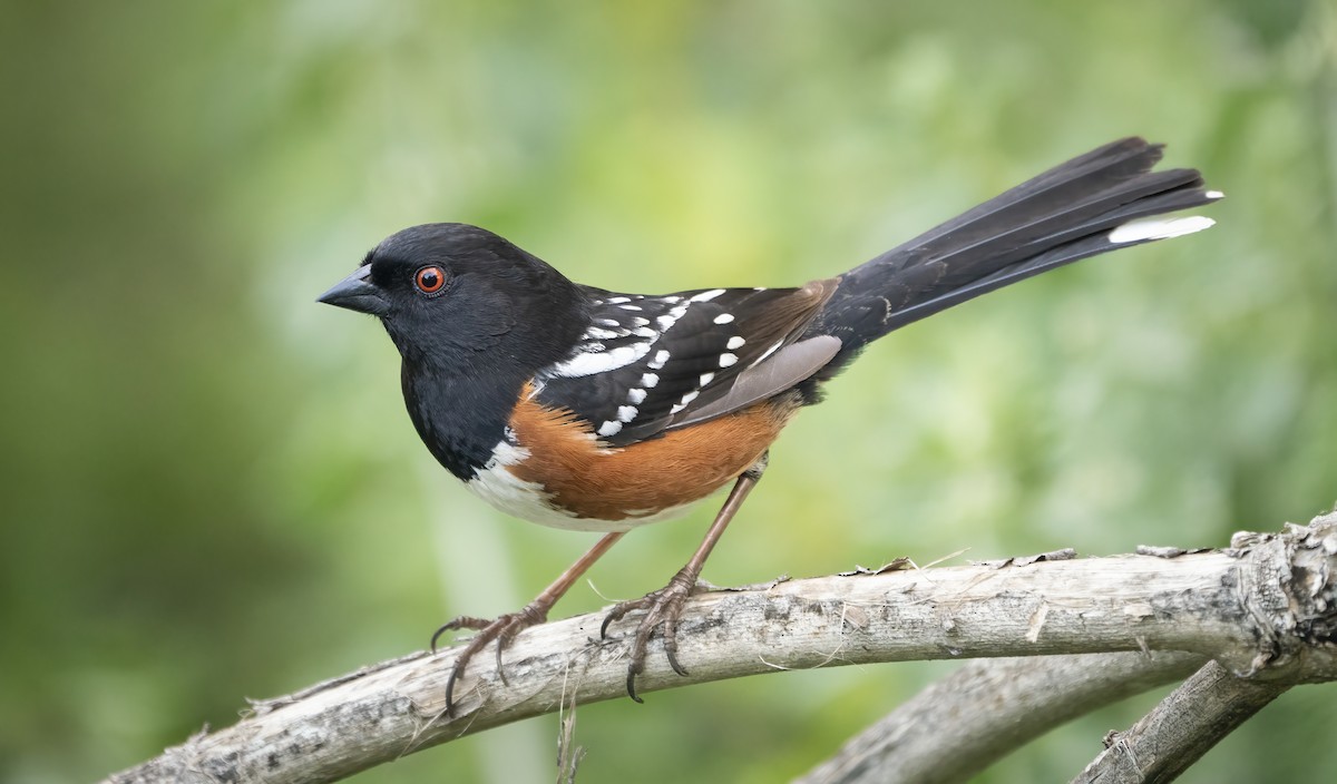 Spotted Towhee - ML431245511