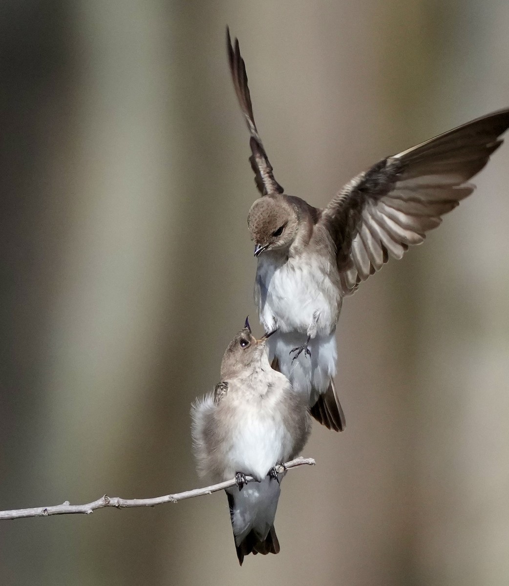 Northern Rough-winged Swallow - Charlene Fan