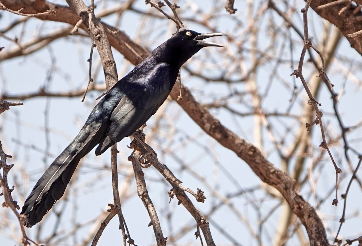 Great-tailed Grackle - ML431252951