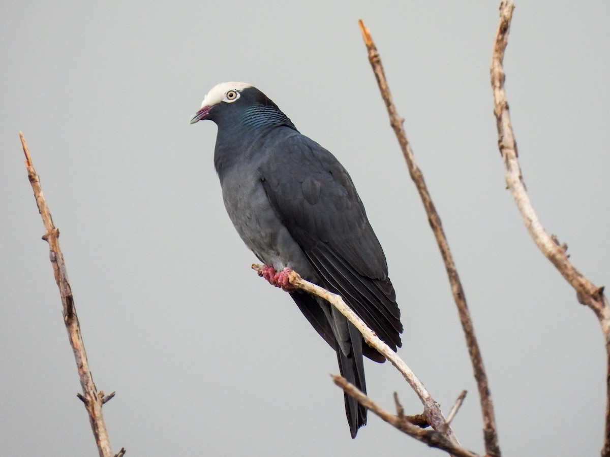 White-crowned Pigeon - ML431254471