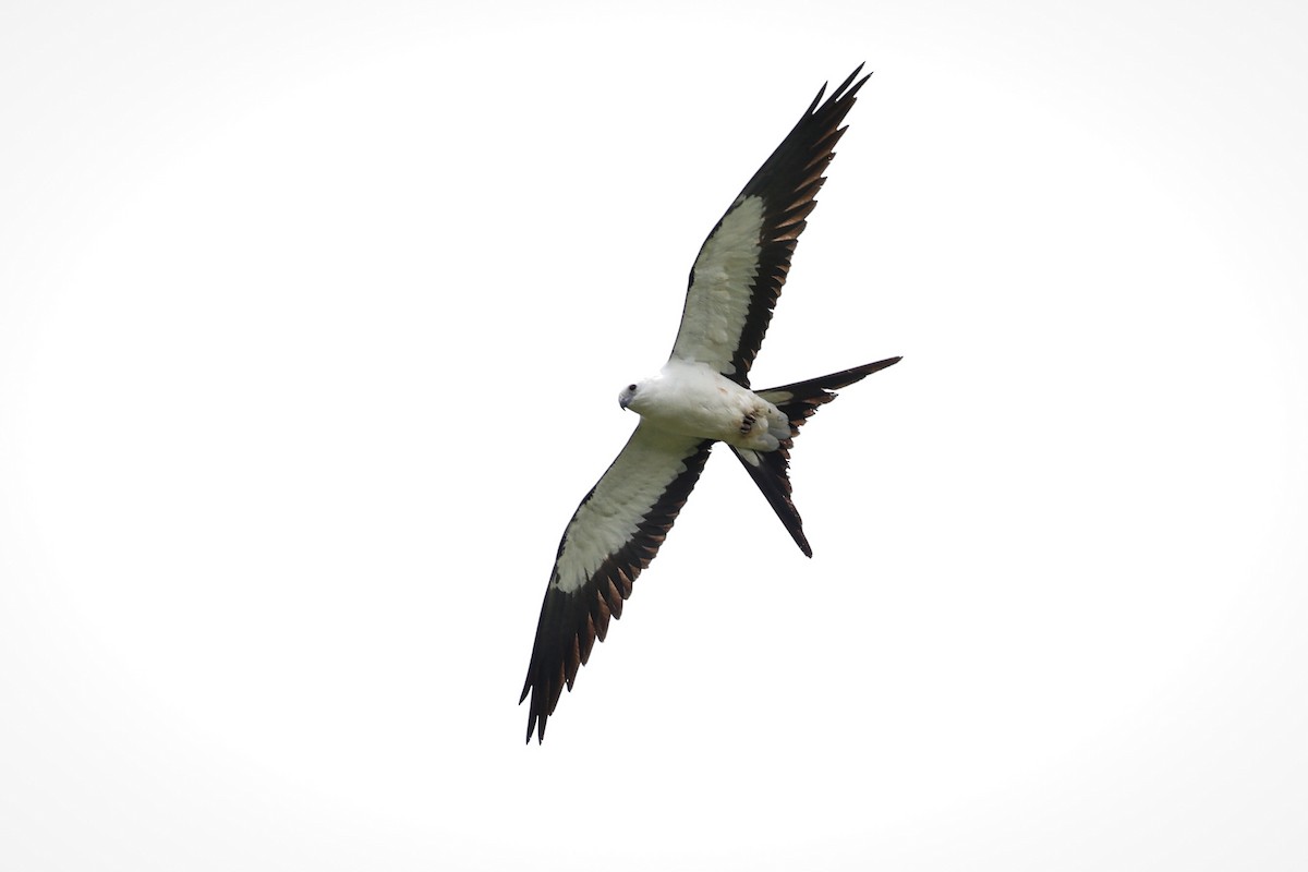 Swallow-tailed Kite - Gretchen Locy