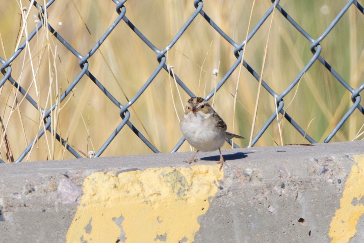 Clay-colored Sparrow - ML431256301