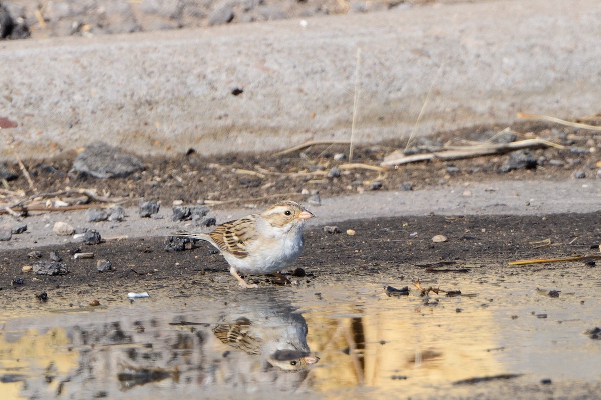 Clay-colored Sparrow - ML431256401