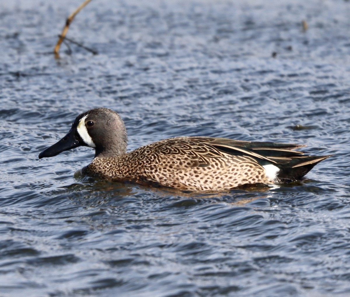 Blue-winged Teal - ML431260381