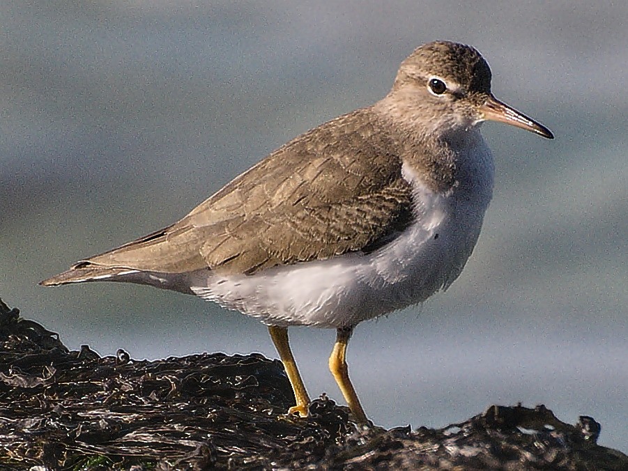 Spotted Sandpiper - Michael Rieser