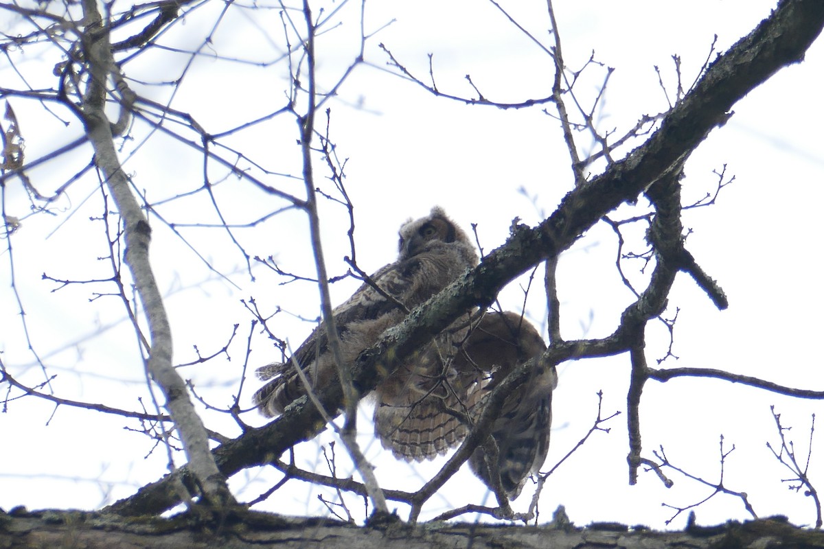 Great Horned Owl - ML431271401