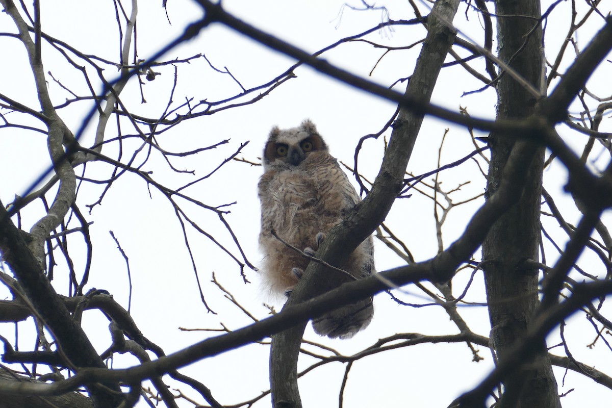 Great Horned Owl - ML431271421