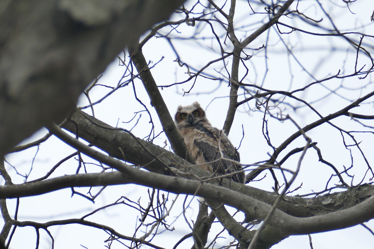 Great Horned Owl - ML431271441