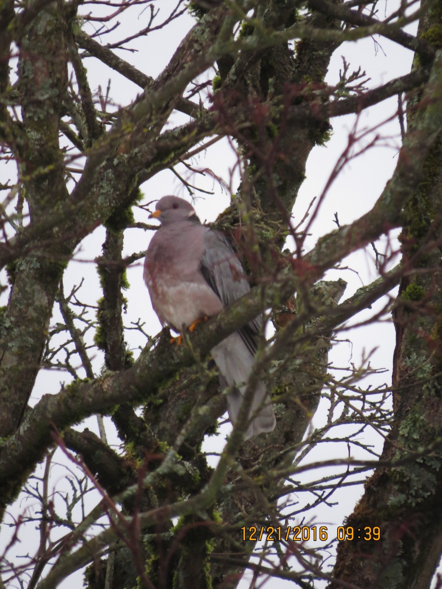 Band-tailed Pigeon - ML43127261