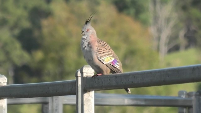 Crested Pigeon - ML431274481