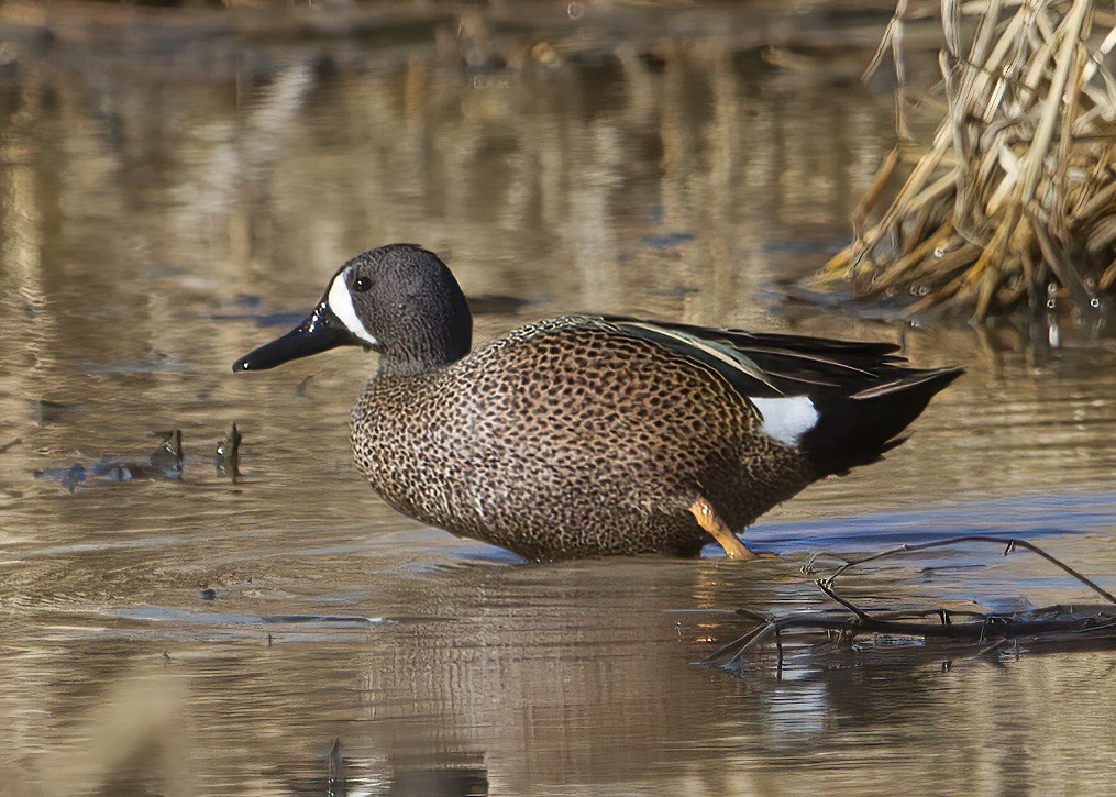 Blue-winged Teal - Mary Clausen
