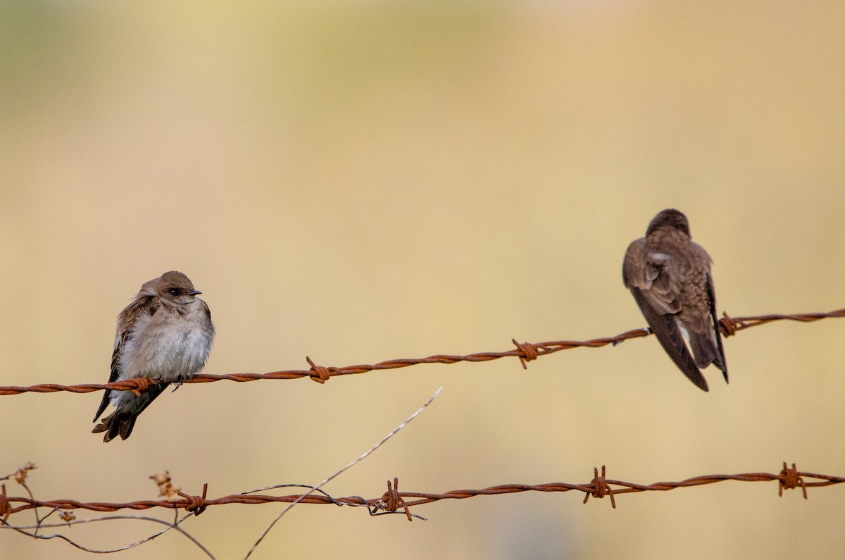 Northern Rough-winged Swallow - ML431294271