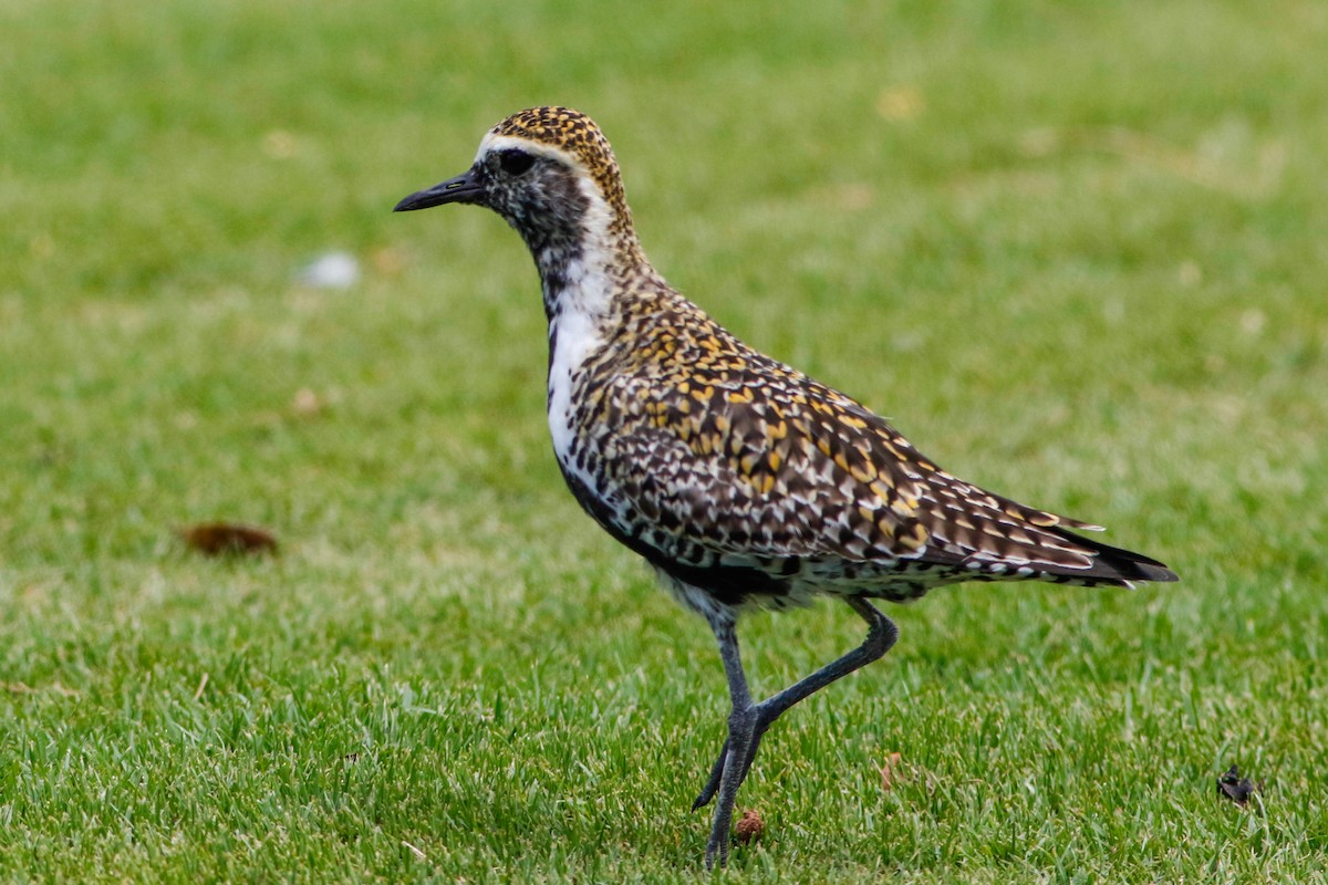 Pacific Golden-Plover - Byron Stone