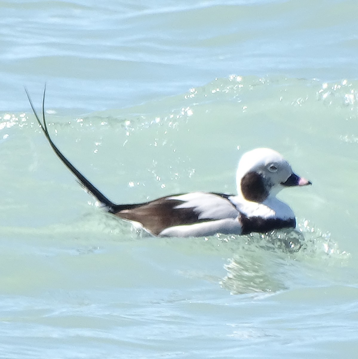 Long-tailed Duck - ML431303781
