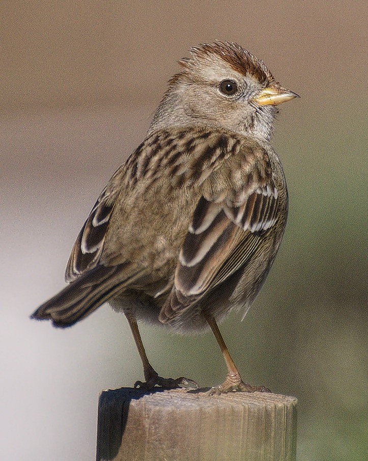 White-crowned Sparrow (nuttalli) - ML43130821