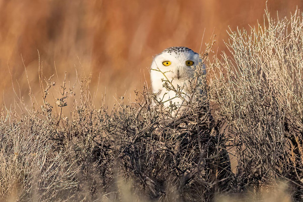 Snowy Owl - Bob Hargis