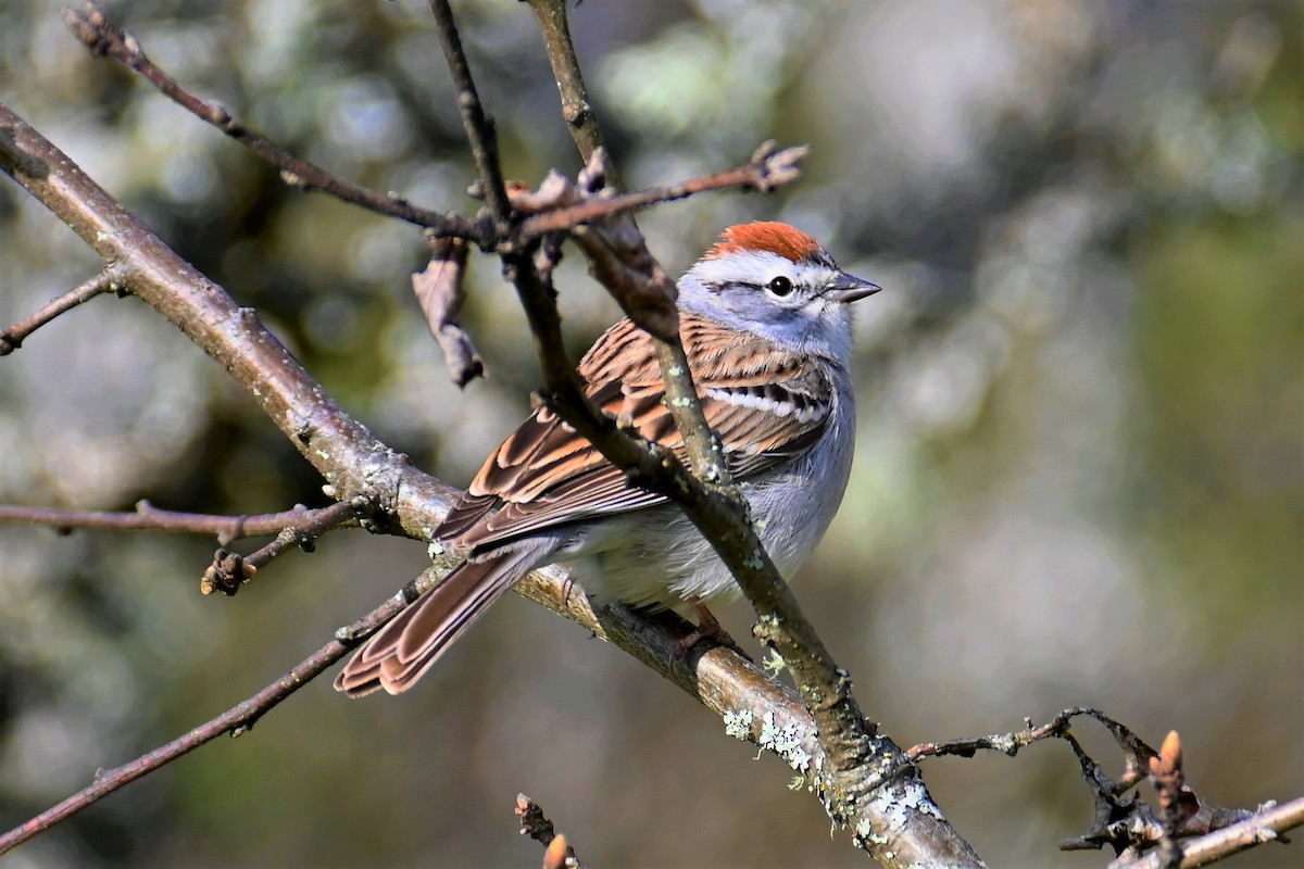 Chipping Sparrow - Geoffrey Newell
