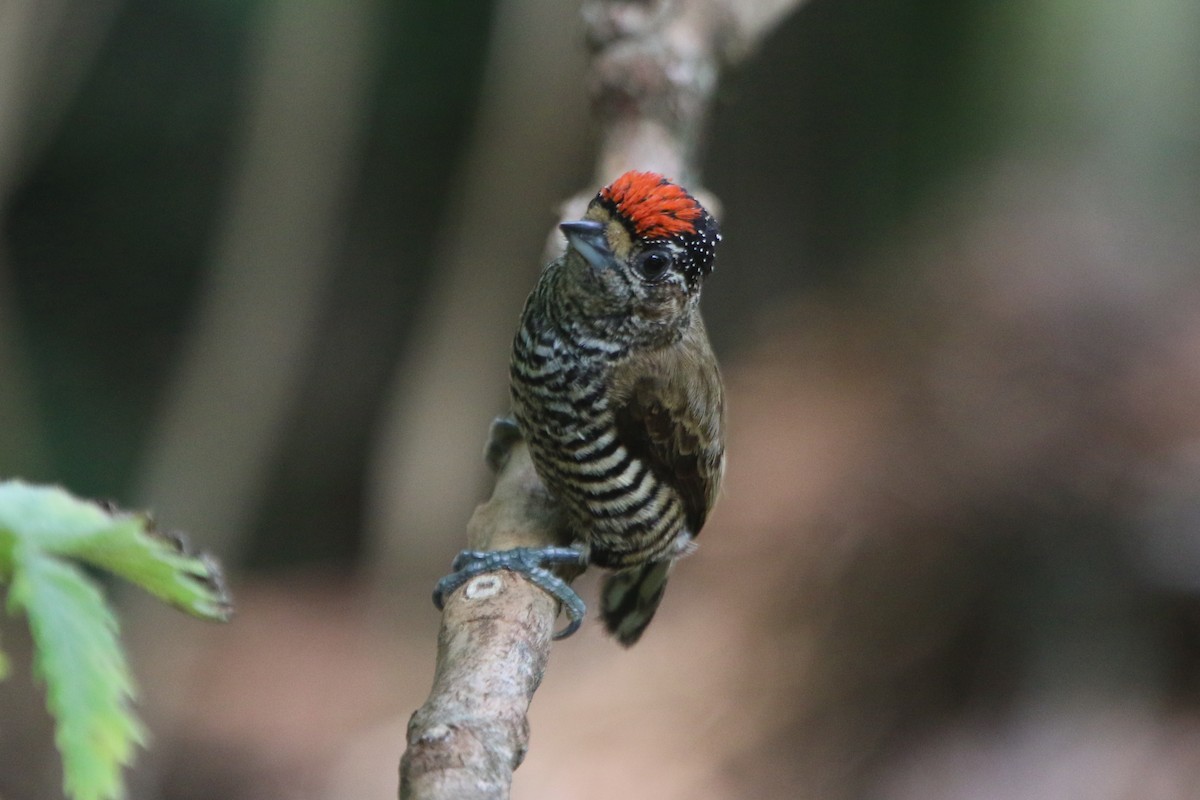 White-barred Piculet - Ian Thompson