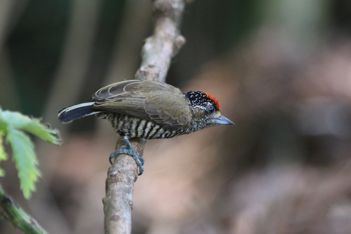 White-barred Piculet - ML43132341