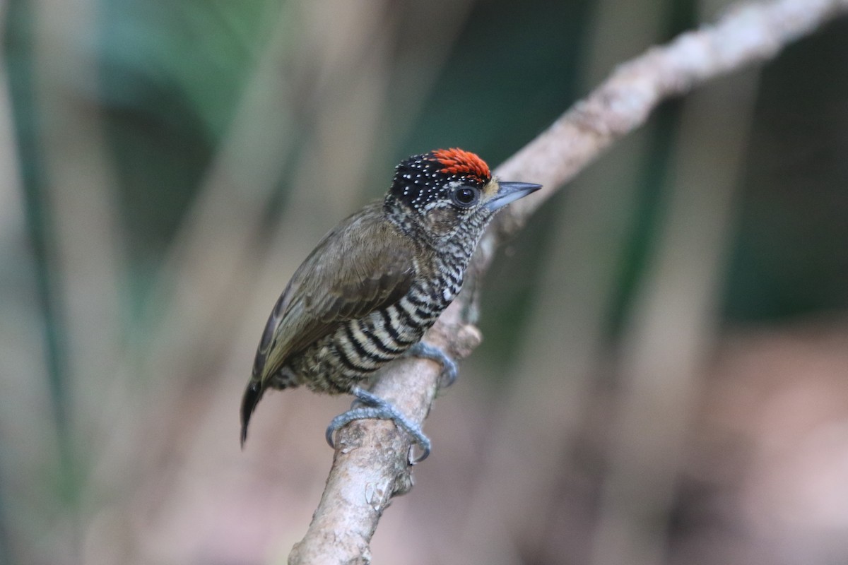 White-barred Piculet - ML43132381