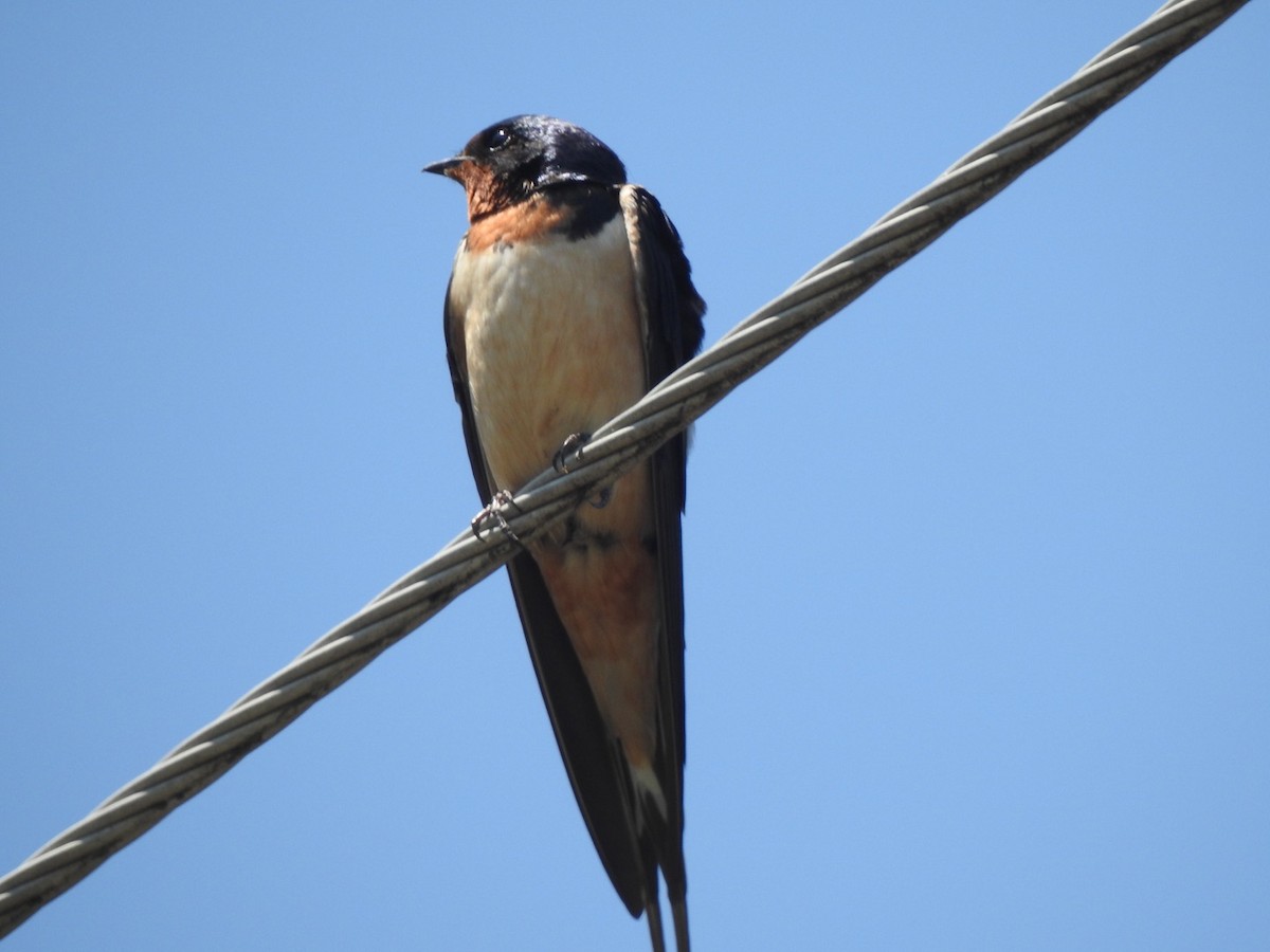 Barn Swallow - ML431324161