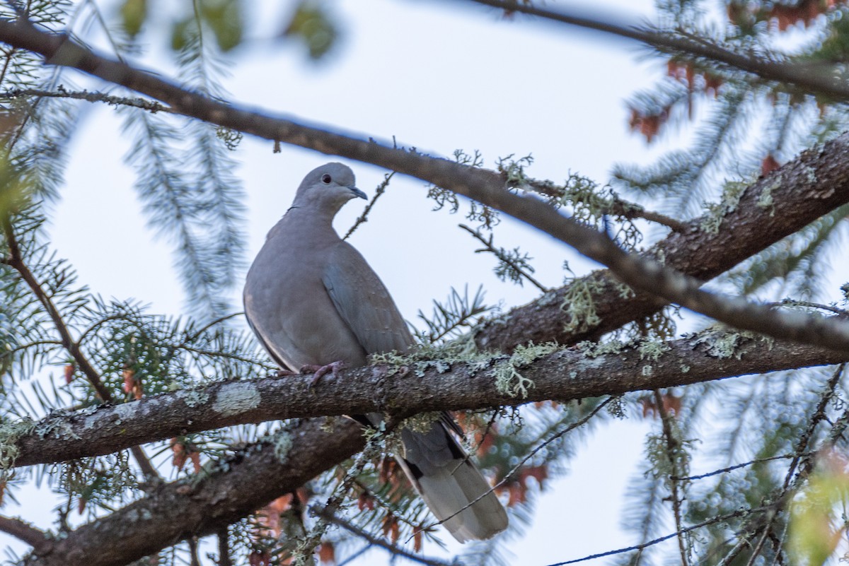 Eurasian Collared-Dove - Dallas Vogels
