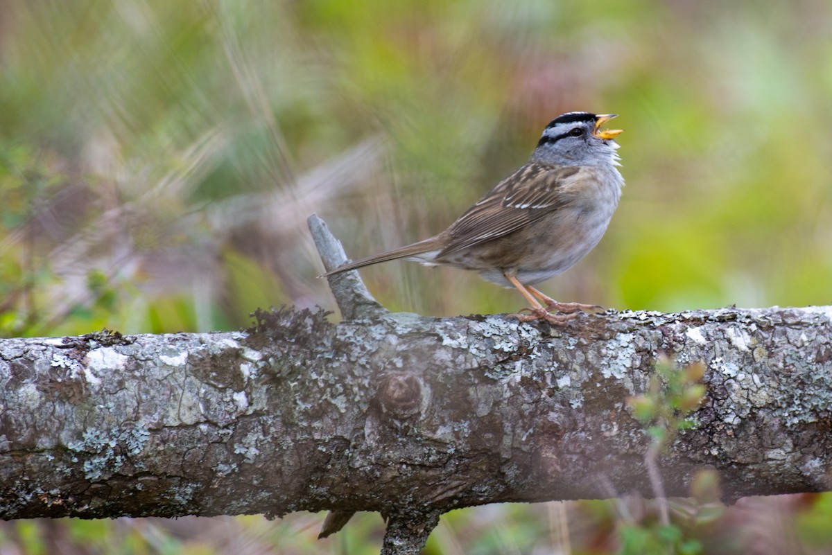 White-crowned Sparrow - ML431327341