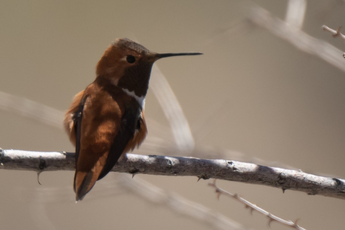 Rufous Hummingbird - Sean Crockett