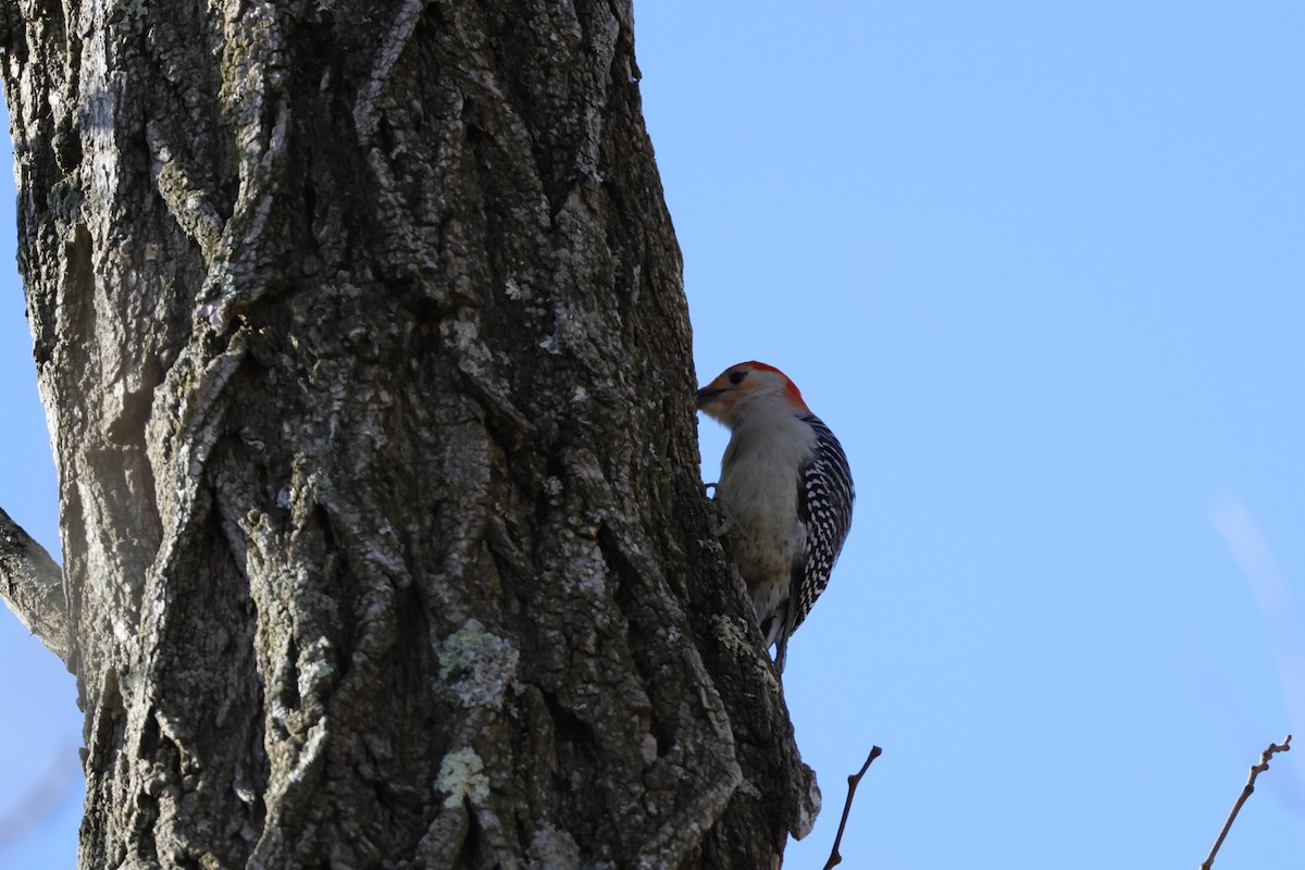 Red-bellied Woodpecker - Chris Kennelly