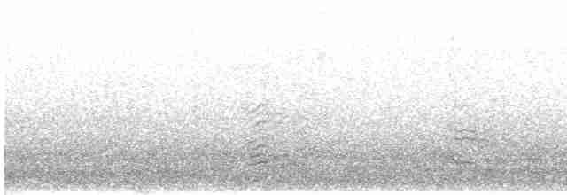 Gaviota de Tasmania - ML431330721