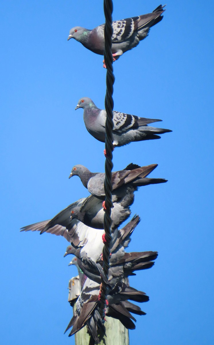Rock Pigeon (Feral Pigeon) - ML431335181