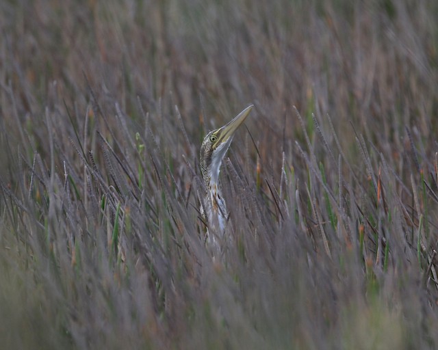 Pinnated Bittern at Crooked Tree Wildlife Sanctuary by Dave Beeke