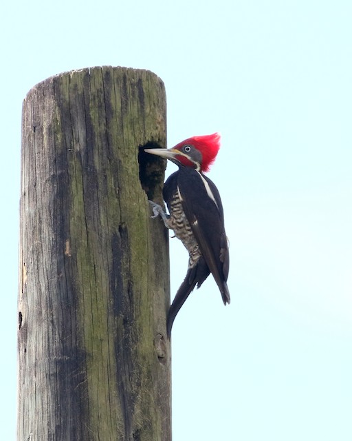 Lineated Woodpecker at Crooked Tree Wildlife Sanctuary by Dave Beeke